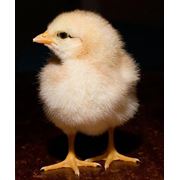 Продам: цыплята суточные яичных и мясо-яичных пород цыплята бройлера несушки