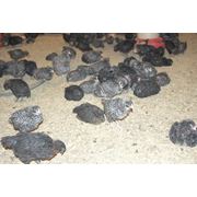 Цыплята суточные фото