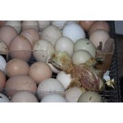 Цыплята суточные цыплята( Бройлеры Адлер серебристый Ломан Браун Доминант серый доминант бурый ) возрастом от 2х недель до 2х месяцев фото