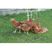 Цыплята подрощенные породы РЕДБО. Купить цыплят в Украине оптом фото