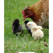 Цыплята подрощенные подросший бройлер суточный бройлер фото