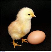 Cуточный цыпленок бройлера, яйцо инкубационное