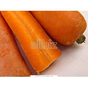 Морковь на пром переработку фото