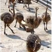 Страусята цыплята страуса Эму молодняк страусов фото