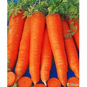 продам морковь мытая