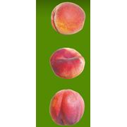 Нектарин и Персик в ассортименте СВЫШЕ 70 СОРТОВ персика и нектарина