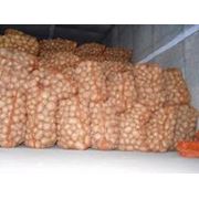 Репродукционный картофель из Чернигова