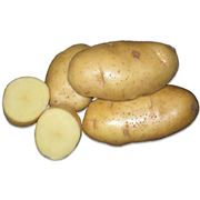 Картофель Украина опт и розница фото