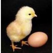 Цыплята кур яичной породы крос Слободской 2Р