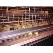 Цыплята в Украине породы Адлерская серебристая Купить Цена Фото