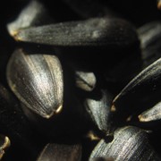 Семена подсолнечника УКРАИНСКИЙ Скороспелый (УКРАЇНСЬКИЙ СКОРОСТИГЛИЙ) фото