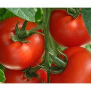 Овощи помидоры томаты
