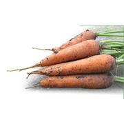 Продажа моркрви