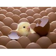 Яйцо инкубационное куриное фото