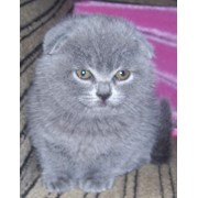 Шотландские котята фото