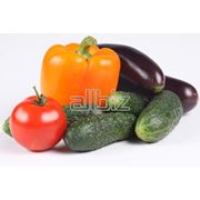 Овощи :огурцы фотография