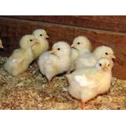 Цыплята бройлеров суточные цыплята бройлеров молодняк бройлер цыплята мясные Украина Харьков купить цена.