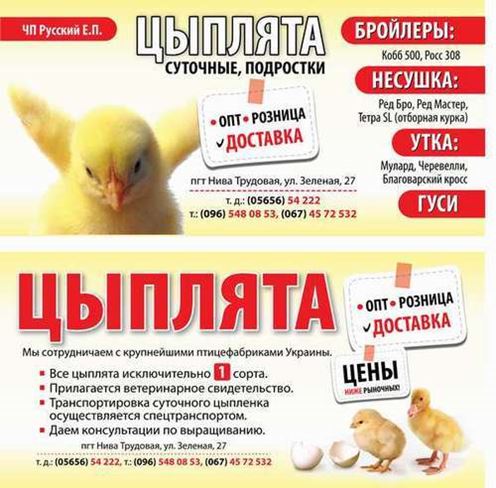 Где В Тюмени Купить Бройлерных Цыплят