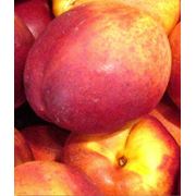 Персики (Prunus persica) купить оптом нектарин оптом фото