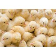 Суточные цыплята бройлера цыплята-бройлеры суточные цыплята-бройлеры подрощенные цыплята-бройлеры.