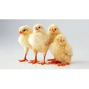 Цыплята-бройлеры фото