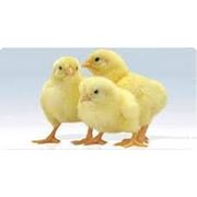 Цыплята-бройлеры КОБ-500 возможна доставка по обл расмотрим любые предложения крупный мелкий опт