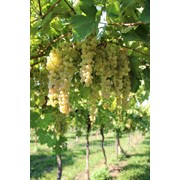 Виноград Презетабль белый фото