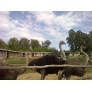 Африканские страусы фото