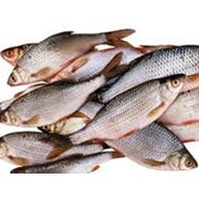 Корма для рыб. Премикс для рыбы с Склейщик и водостийнимы витаминами