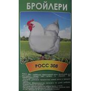 Молодняк суточный бройлеров молодняк бройлер цыплята мясные Украина Харьков купить цена.