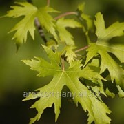 Клен американский ясенелистный Acer Negundo 40-60