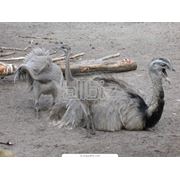 Молодняк страусов фото