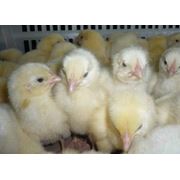 Молодняк суточный бройлеров цыплята возрастом от 2х недель до 2х месяцев фото