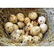 Инкубационное яйцо перепела “Техасец“ фото