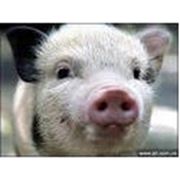 Комбикорма для свиней фото