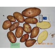 картофель ЗАБАВА фото