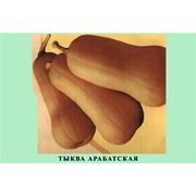Семена тыквы сорт Арабатская (столовая) фото