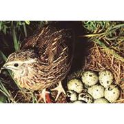 Перепелиные яйца - инкубационные фотография