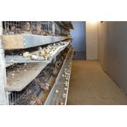 яйцо инкубационное фото