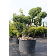 Можжевельник чешуйчатый Meyeri (bonsai) купить цена Днепропетровск Украина