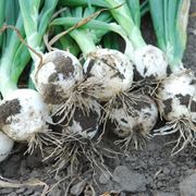 Семена лука ВАЙТ МЕДЖІК F1 - професійне вирощування овочі цибуля