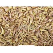Семена лука Интерфлора Украина. Большой выбор семян. Купить семена. фото