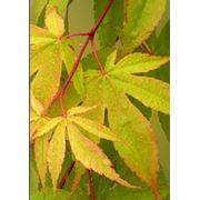 Клен Acer palmatum 'Osakazuki' фото