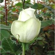 Чайно гибридные розы почтой в Украине чайно гибридные розы купить купить саженцы роз чайно гибридные белые розы каталог чайно гибридных роз лучшие чайно гибридные розы фото