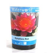 Кувшинка красная Nymphaea Red фотография