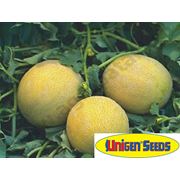 Unicen Seeds. Семена дыни. Семена овощей.