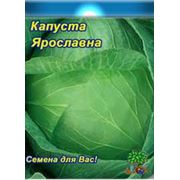 Семена капусты сорт Ярославна всхожесть 82%.Капуста Ярославна. Украинакупитьцена.