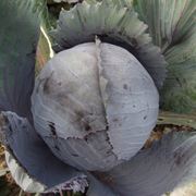 Семена капусты краснокачанной Б 66 F1 - професійне вирощування овочі капуста червоноголова