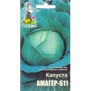 Семена капусты Амагер-611