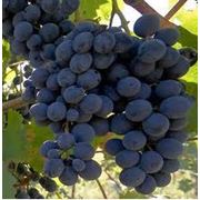 Саженцы винограда технических сортов фотография